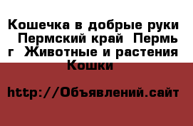 Кошечка в добрые руки - Пермский край, Пермь г. Животные и растения » Кошки   